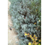Лаванда вузьколиста , англійська, насіння ( Lavandula officinalis)